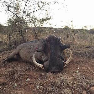 Hunting Warthog in South Africa