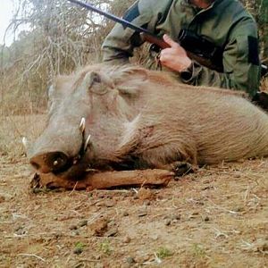 Hunting Warthog in South Africa