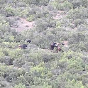 Buffalo in South Africa