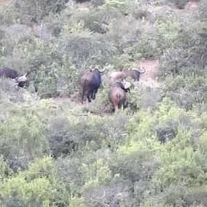 Cape Buffalo South Africa