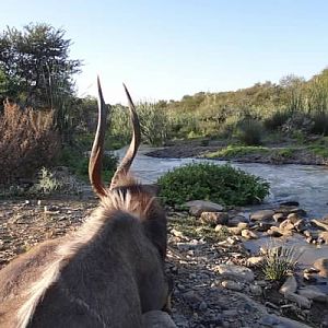 Hunting Waterbuck in South Africa