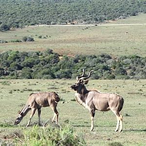 South Africa Kudu