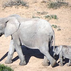 Elephant South Africa