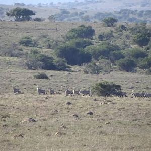 South Africa Gemsbok