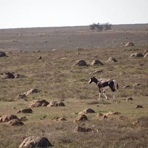 Bontebok South Africa