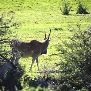 South Africa Eland