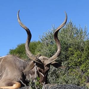 Kudu Hunt in South Africa