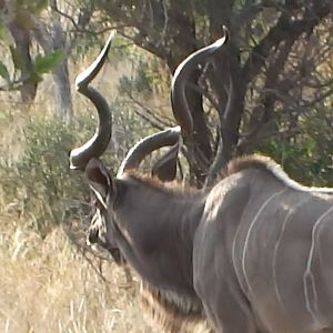 Kudu