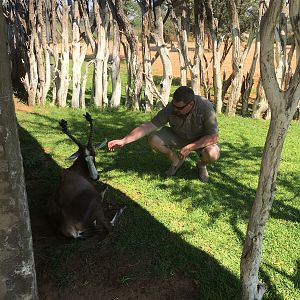 South Africa Blesbok