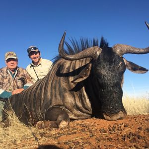 29" Inch Blue Wildebeest Hunting in South Africa