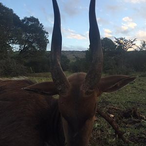 South Africa Hunting Bushbuck