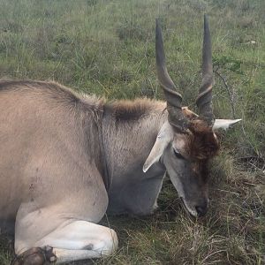 Hunting Eland South Africa