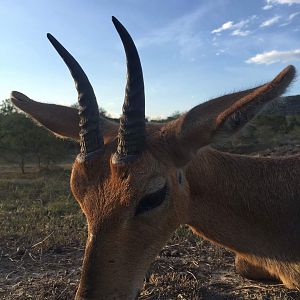 South Africa Reedbuck Hunt