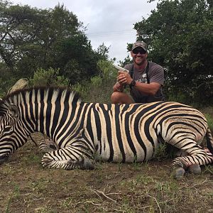 South Africa Burchell's Plain Zebra Hunting