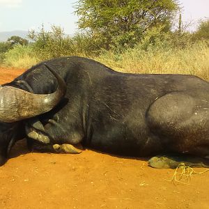 Hunting Buffalo in South Africa