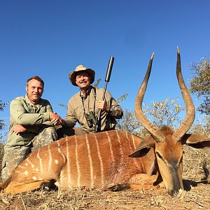 RARE Orange Nyala Bull