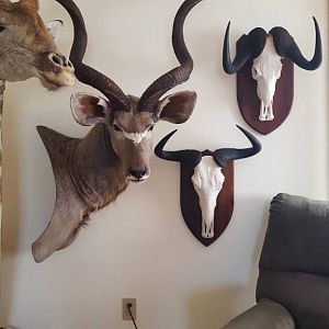 Trophies Taxidermy