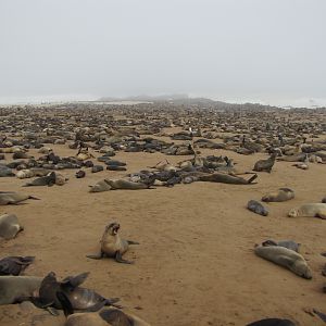 Namibia Cape Cross Seal Colony