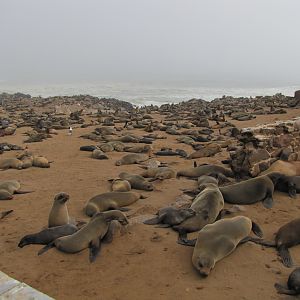 Namibia Cape Cross Seal Colony