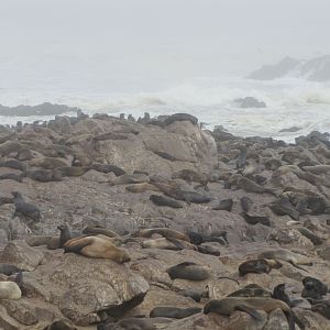 Namibia Cape Cross Seal Colony