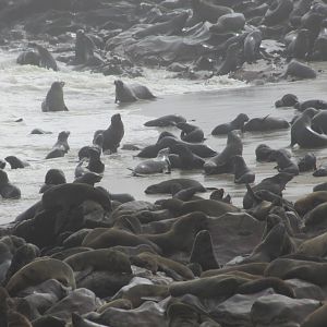 Namibia Cape Cross Seal Colony