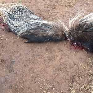 African Porcupine Hunt