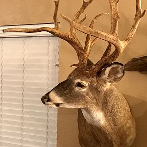 White-tailed Deer Taxidermy Shoulder Mount