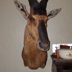 Red Hartebeest Shoulder Mount Taxidermy