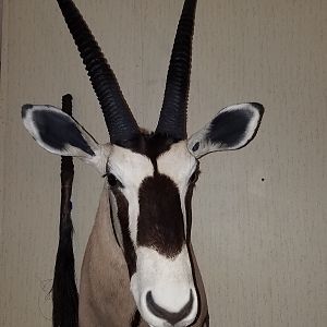 Shoulder Mount Taxidermy Gemsbok