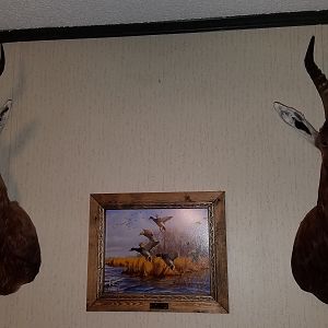 Taxidermy Shoulder Mount Blesbok