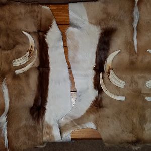 Springbok Backskins & Warthog Tusks Taxidermy