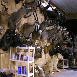 Taxidermy Trophies