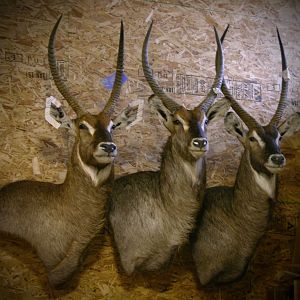 Trophies Taxidermy Waterbuck Shoulder Mounts