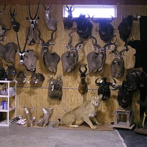 Trophies Taxidermy