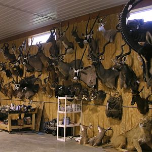 Taxidermy Trophies