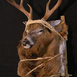 Taxidermy Backpack Mounts Deer