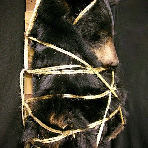 Bear Backpack Mounts Taxidermy