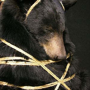 Black Bear Backpack Mounts Taxidermy