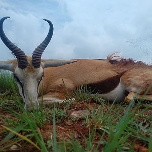 Springbok Hunt South Africa