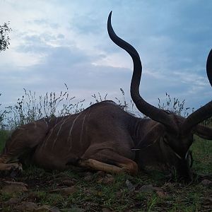 Kudu Hunt in South Africa