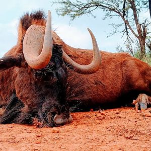 Hunting South Africa Black Wildebeest