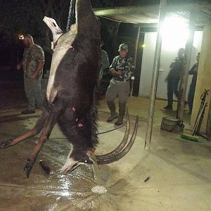 South Africa Sable Antelope Hunt