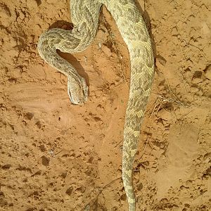 South Africa Puffadder