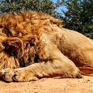 Hunting Lion South Africa