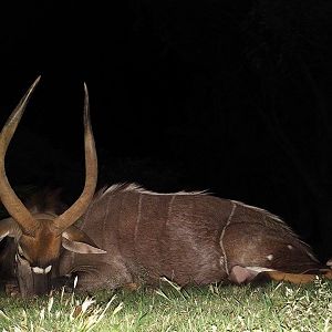 Hunting Nyala South Africa