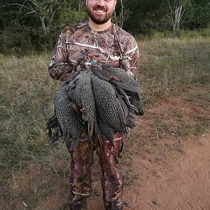 Bird Hunting South Africa Guineafowl