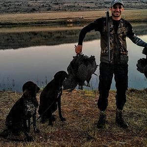 Bird Hunting South Africa Guineafowl