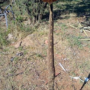 Puffadder South Africa