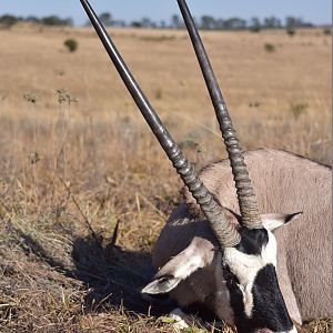 Gemsbok Hunting South Africa