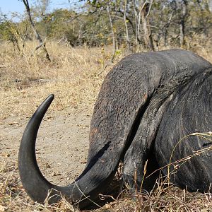 Cape Buffalo South Africa Hunt